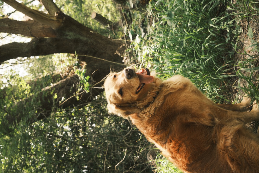 Barney, a red golden retriever, sitting in dappled woodland light